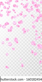 Pink rose petal falling background. Confetti with petals. Vector eps 10. Pink rose petals vector illustration.