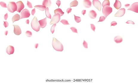 Pink rose petals fall on abstract floral background with gorgeous rose petal greeting card design,Flower flying background,cherry blossom