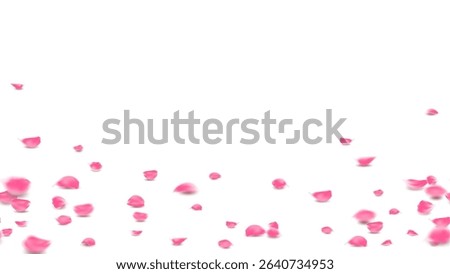 Pink rose petals fall on floor lovely background, Valentine symbolic flower of love decorative
