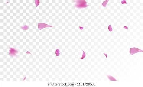 Pink Rose Petals Falling Down. Isolated vector illustration of Rose Petals. Flying Blossom Background. Design of Greeting or Invitation Card. 
