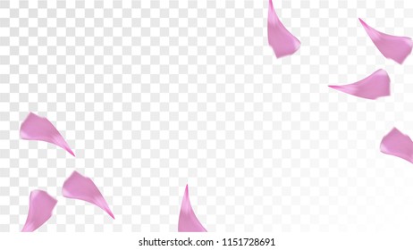Pink Rose Petals Falling Down. Isolated vector illustration of Rose Petals. Flying Blossom Background. Design of Greeting or Invitation Card. 
