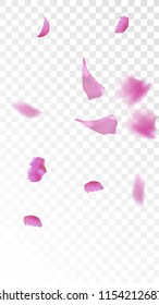 Pink Rose Petals Falling Down. Isolated Vector illustration of Rose Petals. Flying Pink Sakura Blossom Background. Design of Greeting or Invitation Card. 
