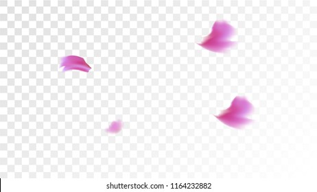 Pink Rose Petals Falling Down. Isolated Vector illustration of Rose Petals. Flying Pink Sakura Blossom Background. Design of Greeting or Invitation Card. 
