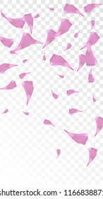 Pink Rose Petals Falling Down. Isolated Vector illustration of Rose Petals. Flying Pink Sakura Blossom Background. Design of Greeting or Invitation Card. 
