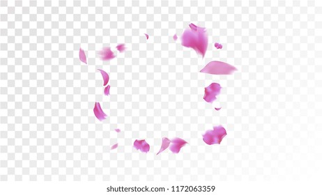 Pink Rose Petals Falling Down. Isolated Vector illustration of Rose Petals. Flying Pink Sakura Blossom Background. Design of Greeting or Invitation Card. 
