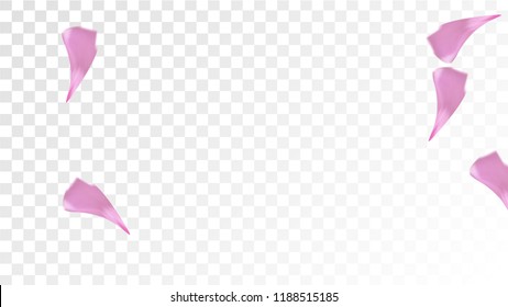 Pink Rose Petals Falling Down. Isolated Vector illustration of Rose Petals. Flying Pink Sakura Blossom Background. Design of Greeting or Invitation Card. 
