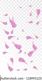 Pink Rose Petals Falling Down. Isolated Vector illustration of Rose Petals. Flying Pink Sakura Blossom Background. Design of Greeting or Invitation Card. 
