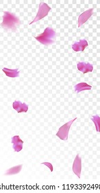 Pink Rose Petals Falling Down. Isolated Vector illustration of Rose Petals. Flying Pink Sakura Blossom Background. Design of Greeting or Invitation Card. 
