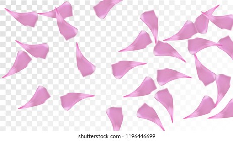 Pink Rose Petals Falling Down. Isolated Vector illustration of Rose Petals. Flying Pink Sakura Blossom Background. Design of Greeting or Invitation Card. 
