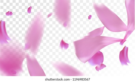 Pink Rose Petals Falling Down. Isolated Vector illustration of Rose Petals. Flying Pink Sakura Blossom Background. Design of Greeting or Invitation Card. 

