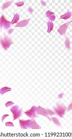 Pink Rose Petals Falling Down. Isolated Vector illustration of Rose Petals. Flying Pink Sakura Blossom Background. Design of Greeting or Invitation Card. 
