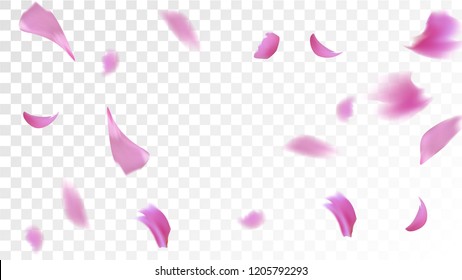 Pink Rose Petals Falling Down. Isolated Vector illustration of Rose Petals. Flying Pink Sakura Blossom Background. Design of Greeting or Invitation Card. 
