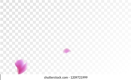Pink Rose Petals Falling Down. Isolated Vector illustration of Rose Petals. Flying Pink Sakura Blossom Background. Design of Greeting or Invitation Card. 
