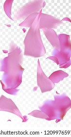 Pink Rose Petals Falling Down. Isolated Vector illustration of Rose Petals. Flying Pink Sakura Blossom Background. Design of Greeting or Invitation Card. 
