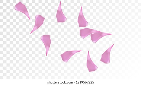 Pink Rose Petals Falling Down. Isolated Vector illustration of Rose Petals. Flying Pink Sakura Blossom Background. Design of Greeting or Invitation Card. 
