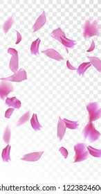 Pink Rose Petals Falling Down. Isolated Vector illustration of Rose Petals. Flying Pink Sakura Blossom Background. Design of Greeting or Invitation Card. 
