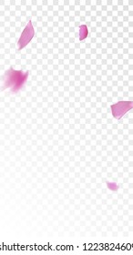 Pink Rose Petals Falling Down. Isolated Vector illustration of Rose Petals. Flying Pink Sakura Blossom Background. Design of Greeting or Invitation Card. 
