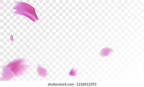 Pink Rose Petals Falling Down. Isolated Vector illustration of Rose Petals. Flying Pink Sakura Blossom Background. Design of Greeting or Invitation Card. 
