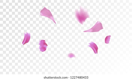 Pink Rose Petals Falling Down. Isolated Vector illustration of Rose Petals. Flying Pink Sakura Blossom Background. Design of Greeting or Invitation Card. 
