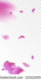 Pink Rose Petals Falling Down. Isolated Vector illustration of Rose Petals. Flying Pink Sakura Blossom Background. Design of Greeting or Invitation Card. 

