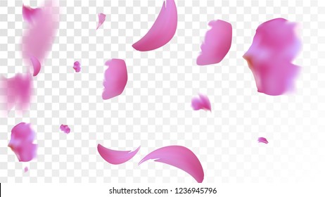 Pink Rose Petals Falling Down. Isolated Vector illustration of Rose Petals. Flying Pink Sakura Blossom Background. Design of Greeting or Invitation Card. 
