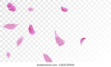 Pink Rose Petals Falling Down. Isolated Vector illustration of Rose Petals. Flying Pink Sakura Blossom Background. Design of Greeting or Invitation Card. 
