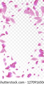 Pink Rose Petals Falling Down. Isolated Vector illustration of Rose Petals. Flying Pink Sakura Blossom Background. Design of Greeting or Invitation Card. 
