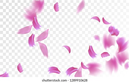 Pink Rose Petals Falling Down. Isolated Vector illustration of Rose Petals. Flying Pink Sakura Blossom Background. Design of Greeting or Invitation Card. 
