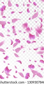 Pink Rose Petals Falling Down. Isolated Vector illustration of Rose Petals. Flying Pink Sakura Blossom Background. Design of Greeting or Invitation Card. 
