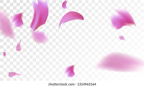 Pink Rose Petals Falling Down. Isolated Vector illustration of Rose Petals. Flying Pink Sakura Blossom Background. Design of Greeting or Invitation Card. 
