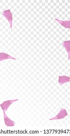 Pink Rose Petals Falling Down. Isolated Vector illustration of Rose Petals. Flying Pink Sakura Blossom Background. Design of Greeting or Invitation Card. 
