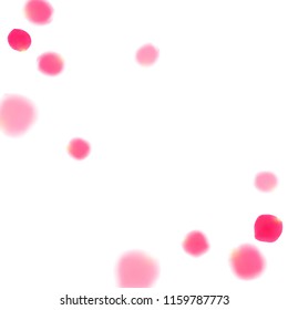 Pink rose petals falling vector valentine background. Modern 3d flower parts shower isolated on white. Crimson rose red pink petals spa background. Valentine or natural cosmetics design.