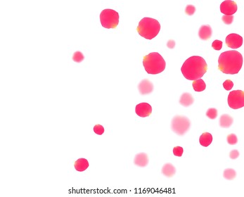 Pink rose petals falling vector valentine background. Gentle showering flower bloom parts vector. Crimson rose red pink petals spa background. Valentine or natural cosmetics design.