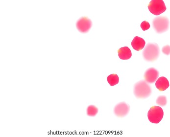 Pink rose petals falling vector valentine background. Delicate showering flower bloom parts vector. Crimson rose red pink petals spa background. Wedding invitation or natural cosmetics design.