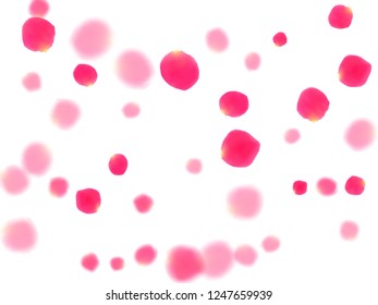 Pink rose petals falling vector valentine background. Stylish 3d flower parts shower isolated on white. Crimson rose red pink petals spa background. Valentine or natural cosmetics design.