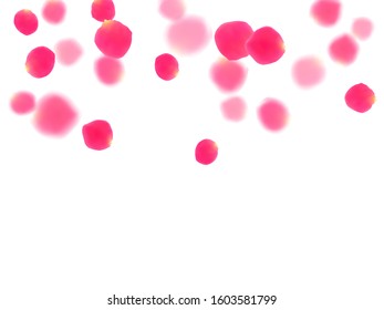 Pink rose petals falling vector valentine background. Soft showering flower bloom parts vector. Crimson rose red pink petals spa background. Valentine or natural cosmetics design.