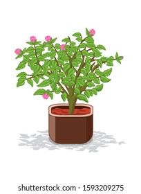 Pink rose plant with flower pot isolated on white background in vector illustration