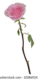 pink rose. Realistic rose with an open bud on a long stem with green leaves