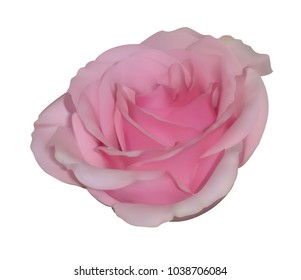 pink rose. Realistic rose with an open bud
