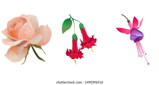 Pink Rose. Red Angel Trumpet. Pink and Purple Fuchsia Bella. Vector illustration. Isolated illustration element. Floral botanical flower. Wild leaf wildflower isolated. Exotic tropical hawaiian.