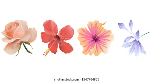 Pink Rose. Red Hibiscus. Pink Hibiscus. Violet Agapanthus Lily. Vector illustration. Isolated illustration element. Floral botanical flower. Wild leaf wildflower isolated. Exotic tropical hawaiian.