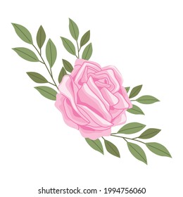 pink rose spring flower nature icon