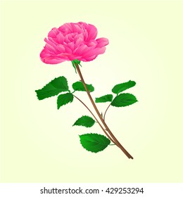 Pink rose stem with leaves and blossoms vector illustration