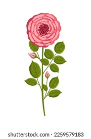 Pink rose with stem and leaves. Botanical vector illustration isolated on white background for postcard, poster, ad, decor, fabric and other uses.