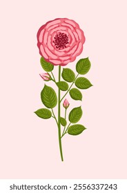 Pink rose with stem and leaves. Botanical vector illustration isolated on pink background for postcard, poster, ad, decor, fabric and other uses.