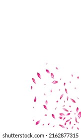 Pink Rose Summer Vector White Background. Spring Blossom Texture. Delicate Sakura Japan Frame. Red Peach Japanese Poster.