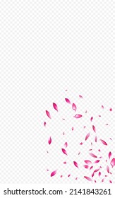 Pink Rose Tender Vector Transparent Background. Summer Floral Banner. Beautiful Blossom Japan Template. Red Peach Fall Illustration.