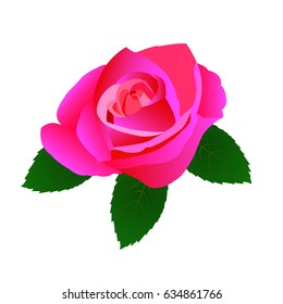 a pink rose with three leaves