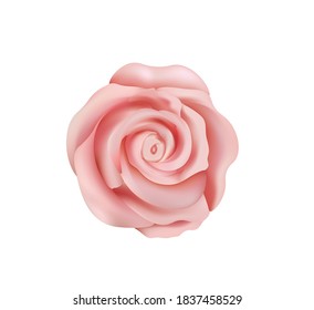 Pink rose, top view. vector