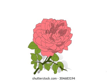 pink rose vector